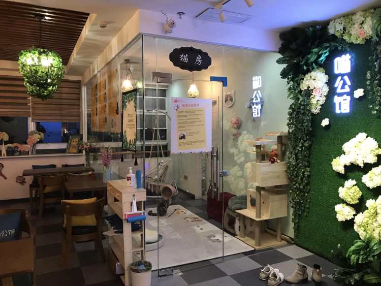 Cat Private Cinema