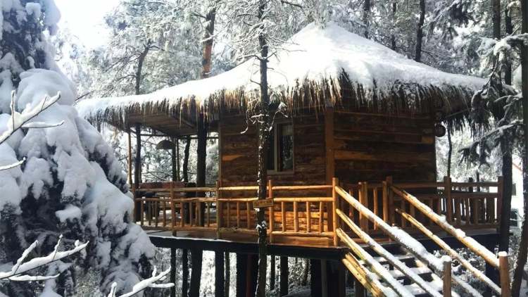 Diners Club Tree House
