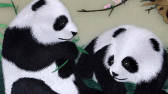 Hunan embroidery