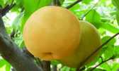 Kurahashi crystal pear