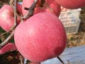 Luochuan apples