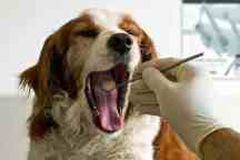 Shenzhen Pet Hospital